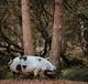A kunekune pig in front of two trees – image by Annie Spratt