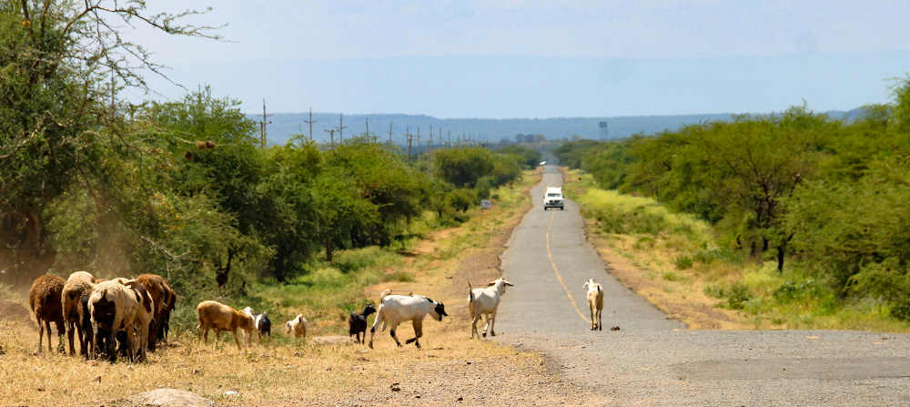 Sheep and Goats in the Great Rift Valley in Kenya by Sweder Breet on Unsplash